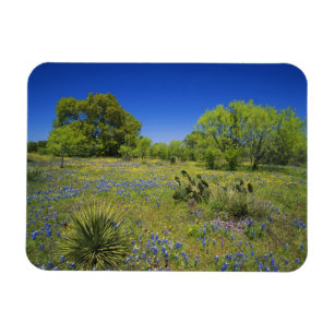 Magnet Flexible Texas, Texas Hill Country, Low bladderpod,