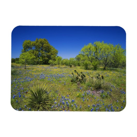 Magnet Flexible Texas, Texas Hill Country, Low bladderpod, (Horizontal)