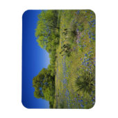 Magnet Flexible Texas, Texas Hill Country, Low bladderpod, (Vertical)