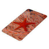 Magnet Flexible Thaïlande, étoile de mer (Côté Gauche)