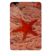Magnet Flexible Thaïlande, étoile de mer (Vertical)