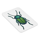 Magnet Flexible The tansy beetle (Côté Droit)