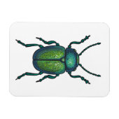 Magnet Flexible The tansy beetle (Horizontal)