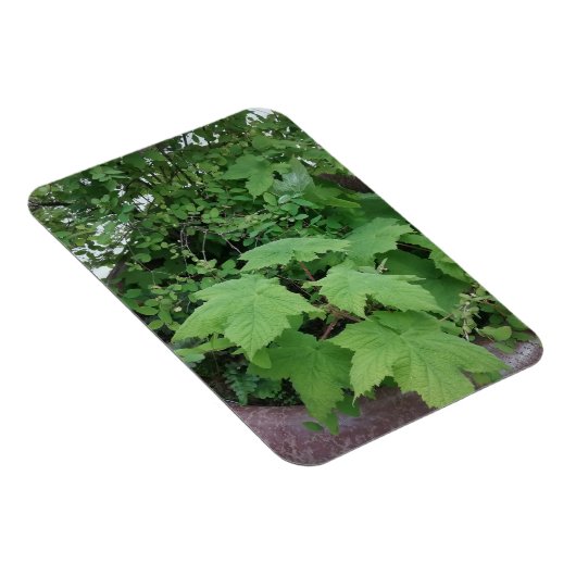 Magnet Flexible Thimbleberry (Côté Droit)