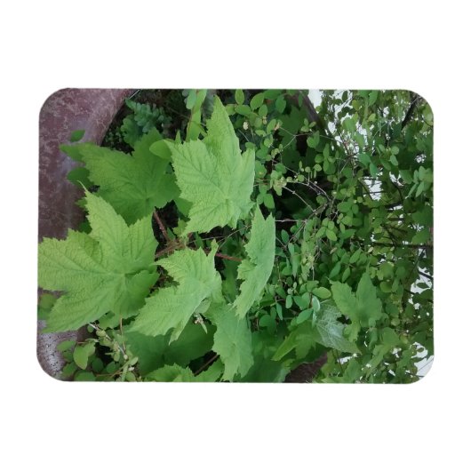 Magnet Flexible Thimbleberry (Horizontal)