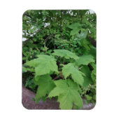 Magnet Flexible Thimbleberry (Vertical)