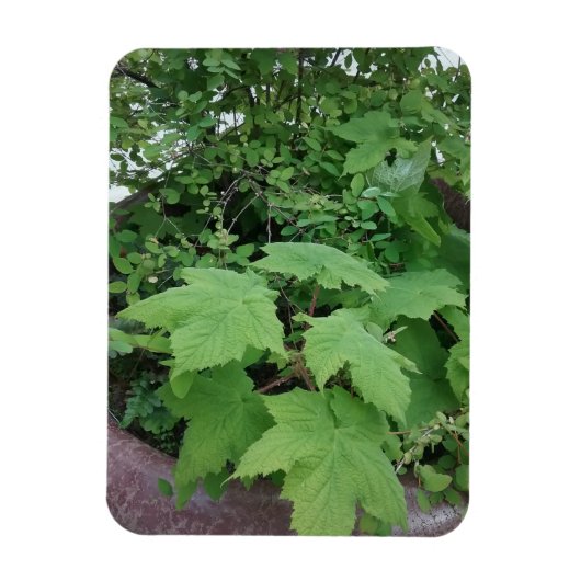 Magnet Flexible Thimbleberry (Vertical)