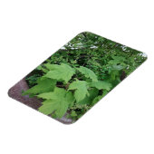 Magnet Flexible Thimbleberry (Côté Gauche)