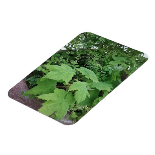 Magnet Flexible Thimbleberry (Côté Gauche)