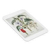 Magnet Flexible Thorn Apple, de la "Hortus Eystettensis" de Bas (Côté Droit)