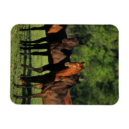 Magnet Flexible Thoroughbred (Horizontal)