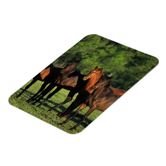 Magnet Flexible Thoroughbred (Côté Gauche)