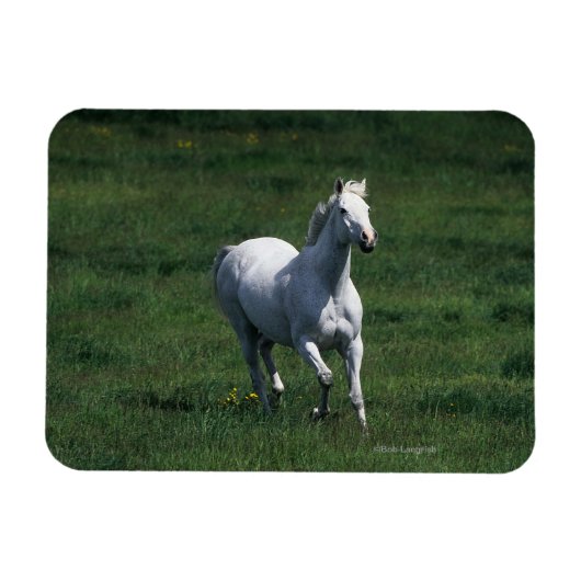 Magnet Flexible Thoroughbred Mare (Horizontal)