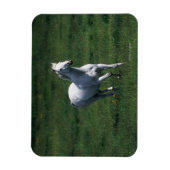 Magnet Flexible Thoroughbred Mare (Vertical)