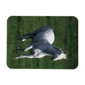 Magnet Flexible Thoroughbred Mare (Horizontal)
