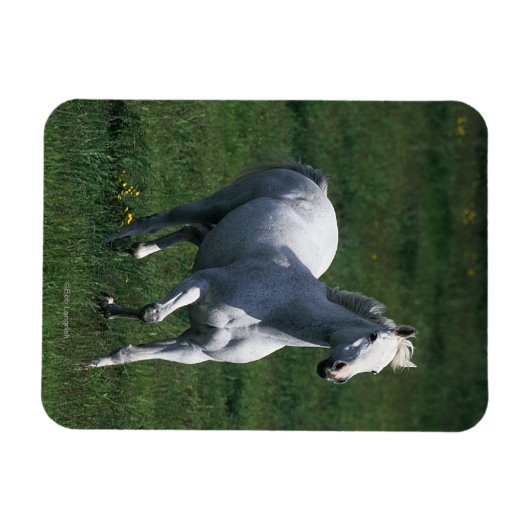 Magnet Flexible Thoroughbred Mare (Horizontal)