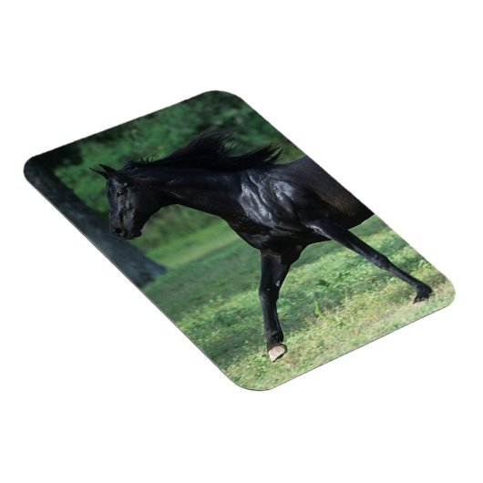 Magnet Flexible Thoroughbred Running (Côté Droit)