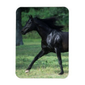 Magnet Flexible Thoroughbred Running (Vertical)