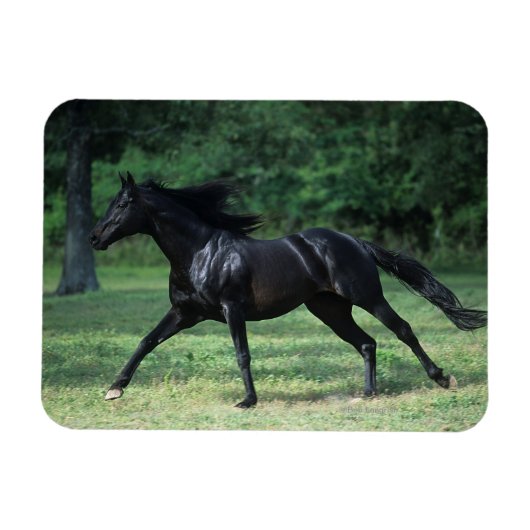 Magnet Flexible Thoroughbred Running (Horizontal)