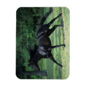 Magnet Flexible Thoroughbred Running (Vertical)