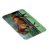 Magnet Flexible Thoroughbred Stallion, Irlande (Côté Droit)