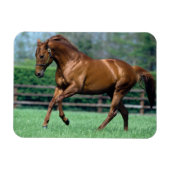 Magnet Flexible Thoroughbred Stallion, Irlande (Horizontal)