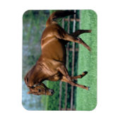 Magnet Flexible Thoroughbred Stallion, Irlande (Vertical)