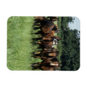 Magnet Flexible Thoroughbred Youngsters (Horizontal)