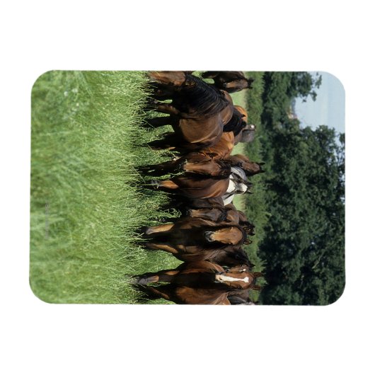 Magnet Flexible Thoroughbred Youngsters (Horizontal)