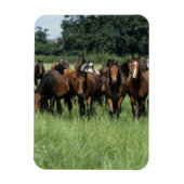 Magnet Flexible Thoroughbred Youngsters (Vertical)