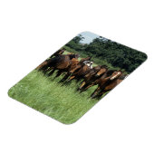 Magnet Flexible Thoroughbred Youngsters (Côté Gauche)