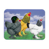 Magnet Flexible Three Brahmas (Horizontal)