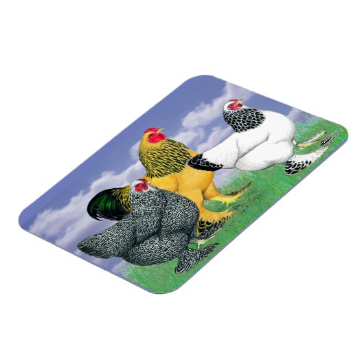 Magnet Flexible Three Brahmas (Côté Gauche)