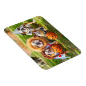 Magnet Flexible Three Bulldogs in Costumes (Côté Droit)