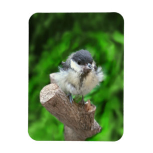 Magnet Flexible Tidi my Bird le Parus Major