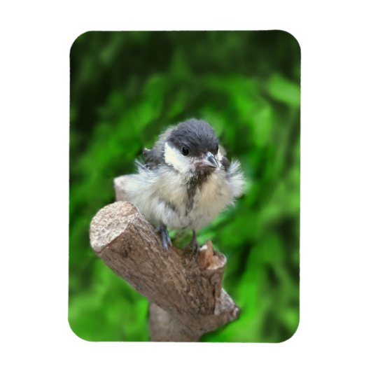 Magnet Flexible Tidi my Bird le Parus Major (Vertical)