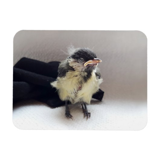 Magnet Flexible Tidi my Bird le Parus Major (Horizontal)
