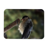 Magnet Flexible Tidi my Bird le Parus Major (Horizontal)
