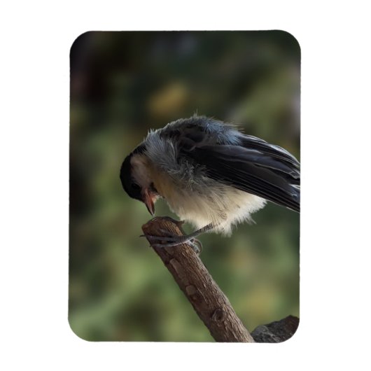 Magnet Flexible Tidi my Bird le Parus Major (Vertical)