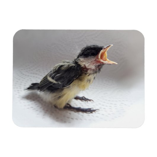 Magnet Flexible Tidi my Bird le Parus Major (Horizontal)
