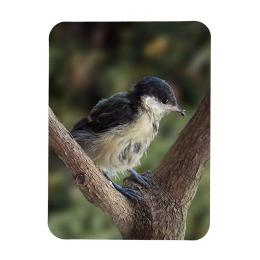 Magnet Flexible Tidi my Bird le Parus Major (Vertical)