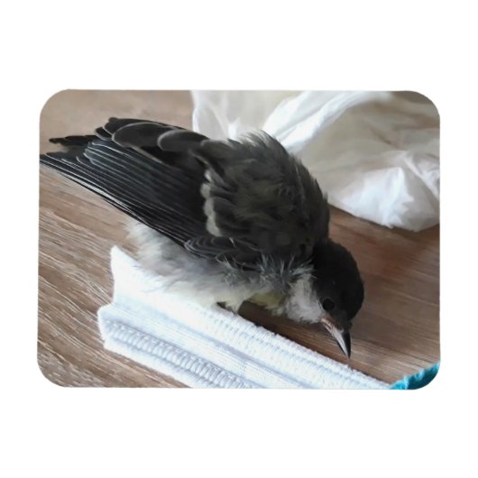 Magnet Flexible Tidi my Bird le Parus Major (Horizontal)