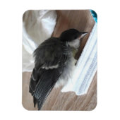 Magnet Flexible Tidi my Bird le Parus Major (Vertical)