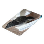 Magnet Flexible Tidi my Bird le Parus Major (Côté Gauche)