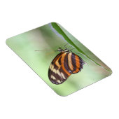 Magnet Flexible Tiger (Côté Droit)