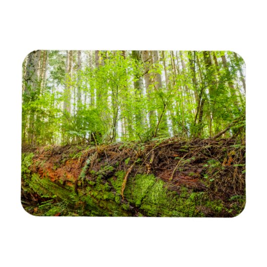 Magnet Flexible Tiger | Issaquah, État de Washington (Horizontal)