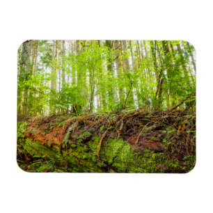 Magnet Flexible Tiger Mountain   Issaquah, Washington State