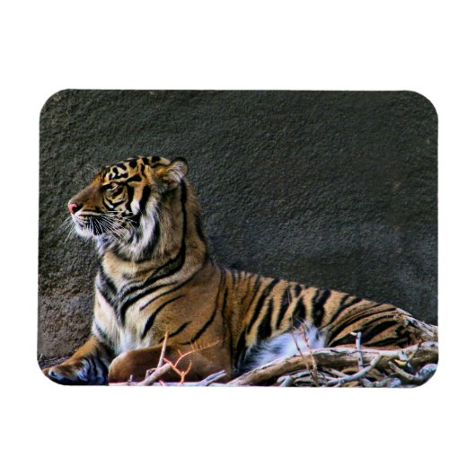 Magnet Flexible Tigre (Horizontal)