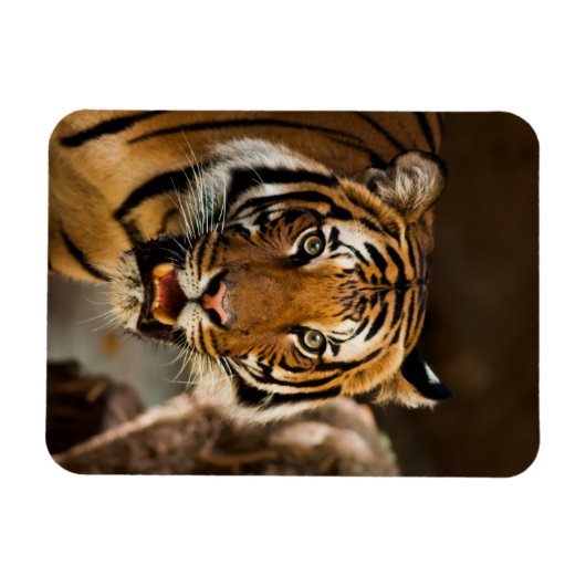 Magnet Flexible Tigre (Horizontal)