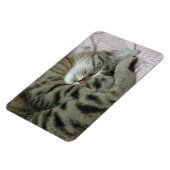 Magnet Flexible Tigre-chat couché (Côté Gauche)